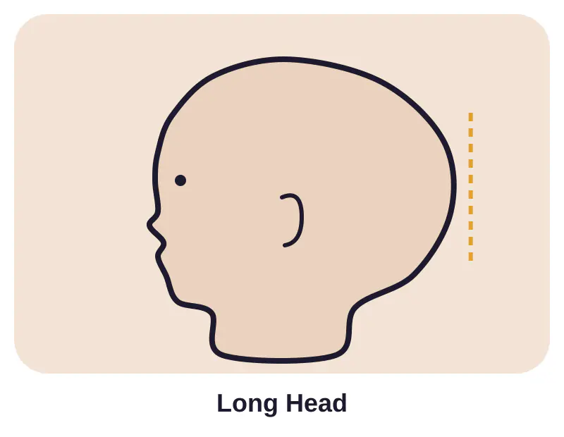 Illustration of long head