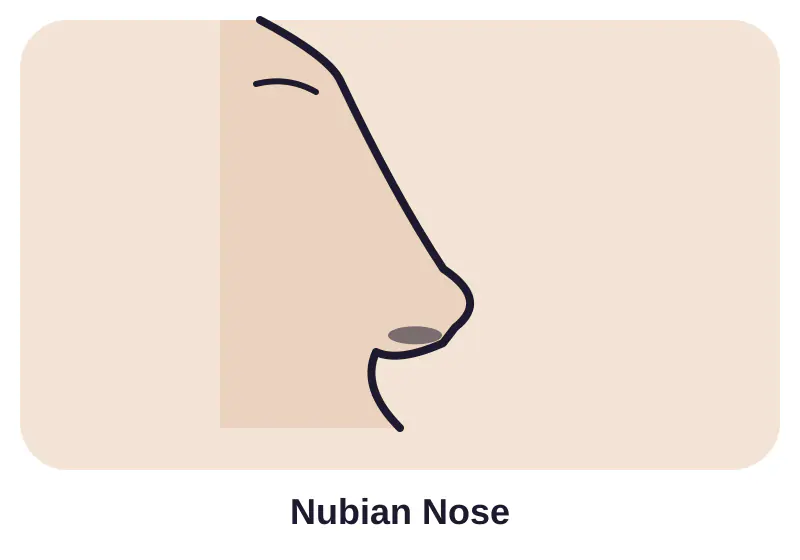 Illustration of nubian nose